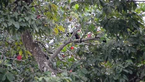 Mono-Aullador-De-Manto-Escalando-A-Través-De-La-Espesa-Y-Frondosa-Selva-Tropical-En-Costa-Rica