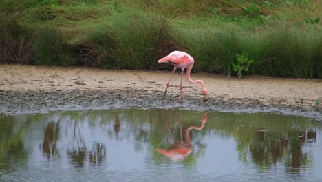Rosafarbener-Flamingo,-Der-Im-Reservoir-Auf-Der-Insel-Galapagos,-Ecuador,-Füttert