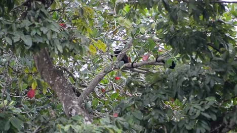 Multiple-mantled-howler-monkeys-fighting-and-playing-with-each-other-on-a-branch-within-the-thick-coastal-rainforest-of-Costa-Rica