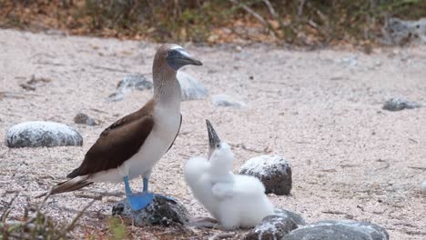 Jugendliches-Küken,-Das-An-Einem-Sonnigen-Tag-Auf-Der-Insel-Galapagos-Neben-Einem-Erwachsenen-Blaufußtölpel-Sitzt
