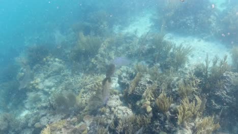 Medusas-Flotando-En-Las-Islas-Vírgenes-Británicas-Sobre-Coral-Vivo-Y-Saludable
