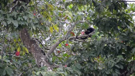 Multiple-mantled-howler-monkeys-climbing-through-the-thick-and-leafy-foliage-of-a-coastal-rainforest-in-central-America