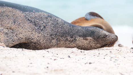 Paar-Vom-Aussterben-Bedrohte-Galapagos-Seelöwen,-Die-Sich-Am-Strand-Der-Insel-San-Cristobal,-Galapagos,-Ecuador-Küssen