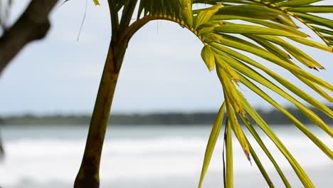 Close-up-shot-of-a-bright-green-palm-frond-waving-peacefully-in-the-wind-while-the-waves-of-the-Caribbean-sea-crash-ashore