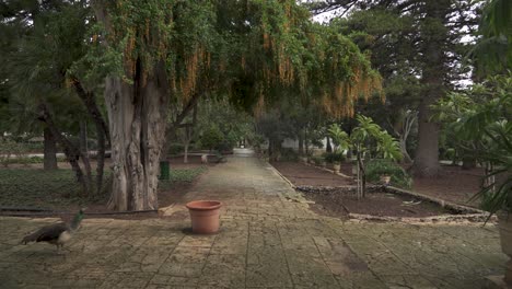 Peacock-Walks-on-Cobblestone-Path-Beneath-Big-Beautiful-Tree-in-The-San-Anton-Gardens
