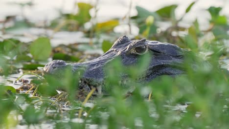 Jacare-Caiman-lying-still-in-shallows-of-wetland