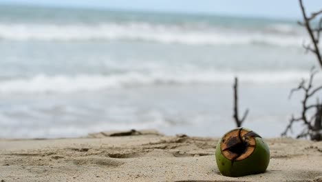 Eine-Grüne-Geöffnete-Kokosnuss,-Die-An-Einem-Karibischen-Strand-In-Costa-Rica-Liegt