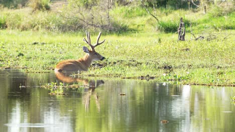 Male-Marsh-Deer-lying-in-marsh-water-to-cool-down