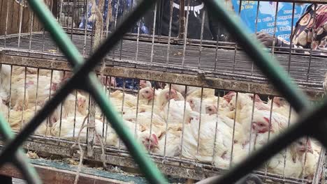 a-chicken-coop-full-of-livestock-caged-animals