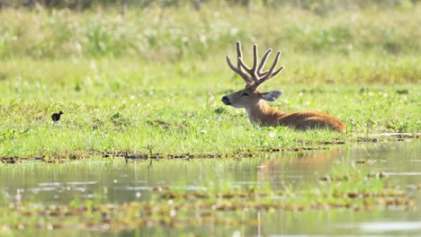 Low-angle-shot-Marsh-Deer-stag-lying-in-shallow-water-of-marsh