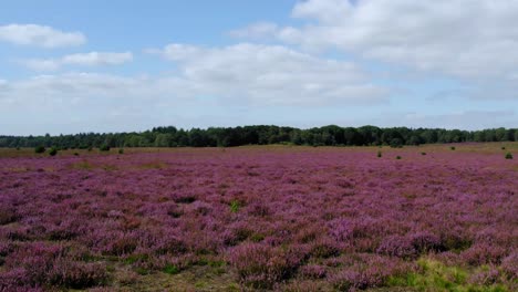 Pink-heath-fields-in-Holland,-drone-flyover