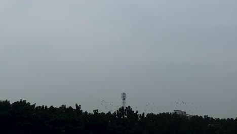 Vogelschwarm,-Der-Um-Den-Netzwerkturm-Herumfliegt,-Gegen-Bewölkten-Himmel-In-Der-Ferne-über-Der-Silhouette-Von-Bäumen