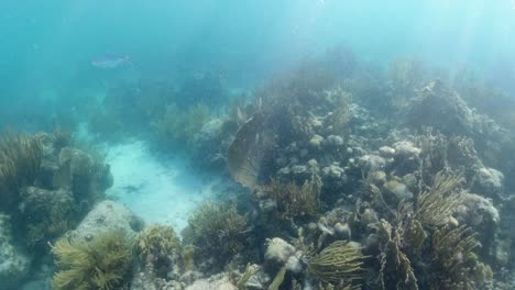 Die-Lebenden-Korallengewässer-Der-Britischen-Jungferninseln