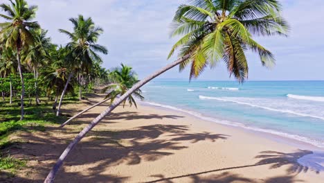 Palmeras-Inclinadas-En-Una-Playa-Caribeña-Tropical-Desierta