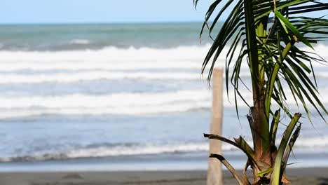 Young-coconut-palm-tree-standing-at-a-Caribbean-beach-filmed-up-close-with-big-waves-in-bokeh-background