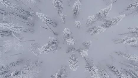 Frozen-conifer-forest-covered-in-pure-white-snow,-aerial-top-down-view
