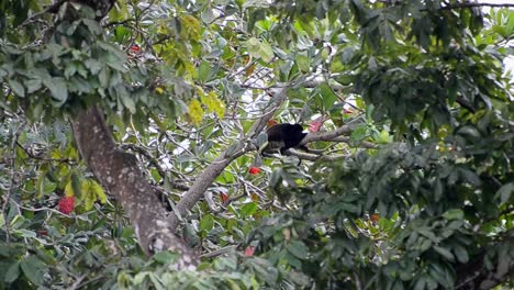Large-black-howler-monkey-sleeping-on-a-branch-within-the-thick-foliage-of-the-coastal-rainforest-at-Cahuita-National-Park