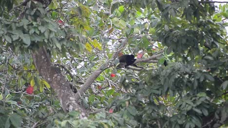 Mantled-howler-monkey-climbing-through-the-thick-and-leafy-rainforest-near-the-Caribbean-shore-in-Costa-Rica
