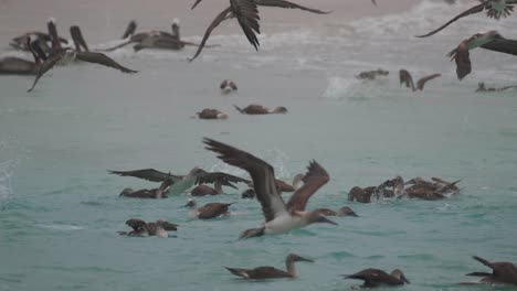 Piqueros-De-Patas-Azules-Que-Alimentan-El-Frenesí,-Bucean-Y-Nadan-Bajo-El-Agua-Para-Comer-Pescado-En-Las-Islas-Galápagos