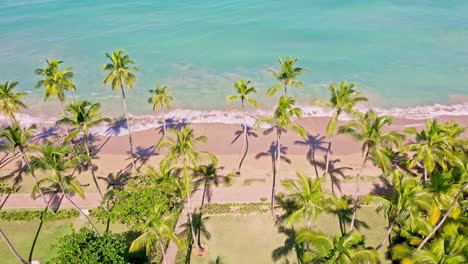 Aerial-top-down-shot-of-empty-tropical-beach-with-palm-trees-and-turquoise-water-during-sunny-day---PLAYA-BONITA-LAS-TERRENAS,-DOMINICAN-REPUBLIC