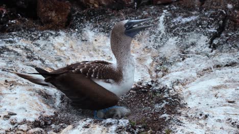 Blue-footed-Booby-With-Chick-Napping-On-His-Legs-In-Los-Tuneles,-Galapagos-Island