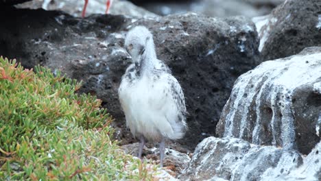 Lava-Gull-Chick-Preening-Feathers-In-North-Seymour,-Galapagos-Island