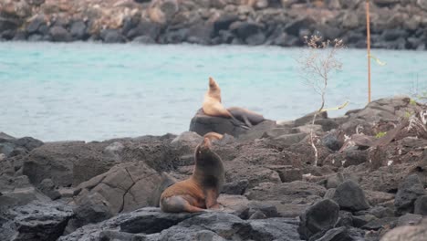 Galapagos-Sea-Lions-Resting-On-The-Rocky-Shore-Of-San-Cristobal-Island-In-Ecuador
