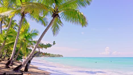 Stunning-Playa-Bonita-white-sand-beach-fringed-with-palm-trees,-Caribbean
