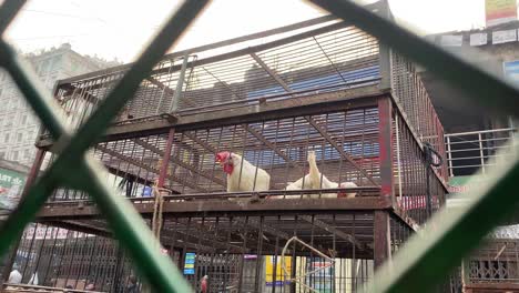 chickens-trapped-in-cage-exposed-for-sale-on-city-street