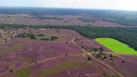 Heath-fields-and-pine-forest-shot-from-the-air-on-a-sunny-day-in-Veluwe-National-Park,-Netherlands