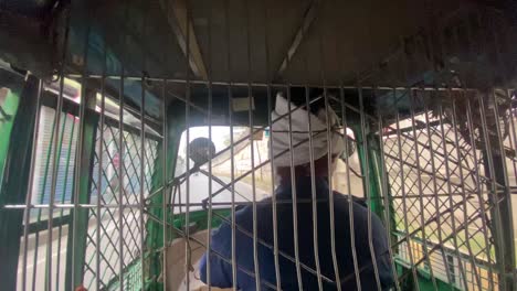 POV-passenger-inside-rickshaw-vehicle-behind-metal-grid