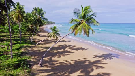 Aerial-shot-of-tropical-palm-trees,-empty-golden-sandy-beach-and-transparent-tranquil-Caribbean-Sea-during-sunny-day