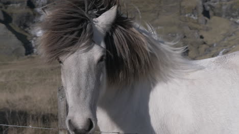 Icelandic-grey-horse-portrait,-windy-weather,-closeup