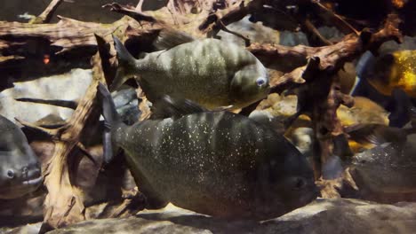 Gruppe-Von-Piranha-Flussfischen-Auf-Einem-Wassertank-Im-Mall-Of-America-Moa-Sea-Life-Aquarium