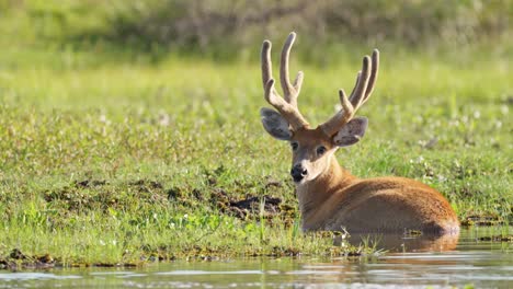 Male-Marsh-Deer-in-wetland-park-lies-in-shallow-water-to-cool-off