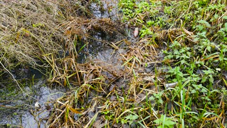 Una-Vía-Fluvial-Natural-Contaminada-Con-Basura-Y-Botellas-De-Plástico,-Que-Destaca-La-Importancia-Del-Reciclaje-Y-El-Impacto-Que-Tienen-Los-Desechos-En-El-Entorno-Natural-En-Norfolk,-Inglaterra