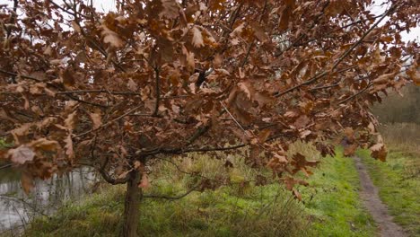 Ein-Abstrakter-Schuss,-Der-In-Die-Herbstblätter-Und-Äste-Eines-Baumes-Am-Ufer-Des-Kleinen-Flusses-Thetford-In-Norfolk,-England,-Stürzt