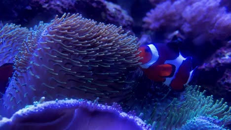 clownfish-in-a-watertank-Mall-of-America-Aquarium