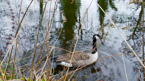 A-close-up-shot-of-an-inquisitive-Canadian-Goose-swimming-along-the-bank-of-the-Thetford-little-river,-the-fowl-losing-interest-turning-and-swimming-away-in-Norfolk,-England