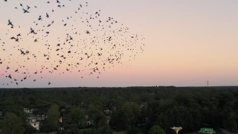 Large-Flock-Of-Starlings-Flying-Together-Against-Orange-Skies
