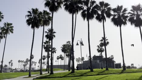 View-of-Venice-beach-California-park-with-a-lot-of-palm-trees
