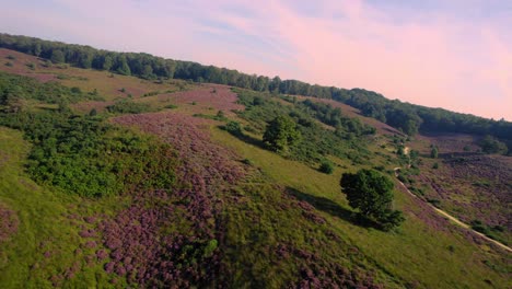 Aerial-Flying-Over-Purple-Rolling-Heathland-Hills-At-Nationaal-Park-Veluwe-at-sunrise
