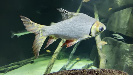 Nahaufnahmen-Eines-Kleinen-Fisches-Auf-Einem-Wassertank-Im-Mall-Of-America-Sea-Life-Aquarium