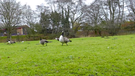 A-flock-of-Canadian-geese-walking-along-the-lawns-of-a-community-park,-the-geese-foraging-for-food-as-they-peck-at-the-lush-green-grass-in-search-of-grubs-and-insects-in-Norfolk,-England
