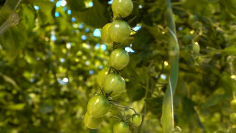 Unreifes-Grünes-Tomatengemüse,-Das-In-Der-Erntebereiten-Pflanze-Hängt,-Nahaufnahme