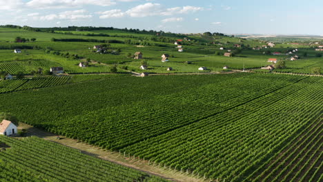 Greenery-Landscape-Of-Winery-Vineyards-In-Villany,-Hungary
