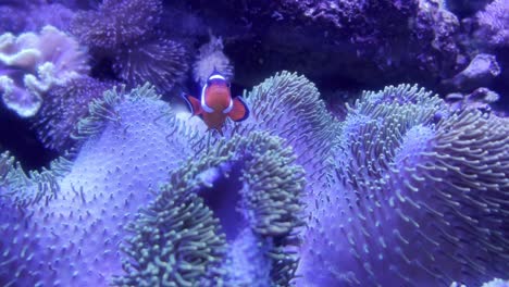Clown-fish-in-his-Anemonefish-the-sea-anemones