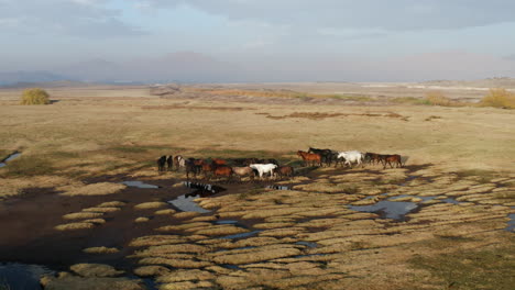 Herde-Von-Wildpferden,-Die-Bei-Sonnenaufgang-In-Der-Türkei-Auf-Der-Offenen-Weide-Der-Provinz-Kayseri-Spazieren-Gehen