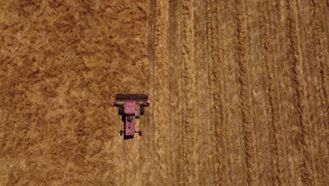 Aerial-top-down-tracking-shot-of-Combine-Harvester-cutting-Wheat-Field-on-Farmland