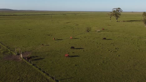 Aerial-shot-view-of-grazing-Calfs-and-brown-cows-countryside-field-at-sunset-in-Uruguay